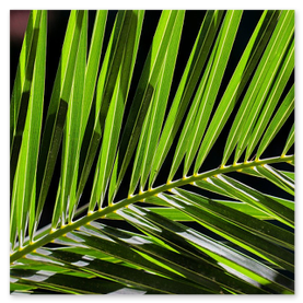 Lector de palma/vena